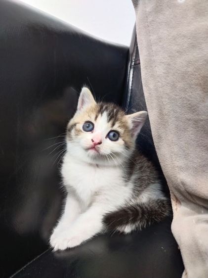 แมว scottish fold รูปที่ 8