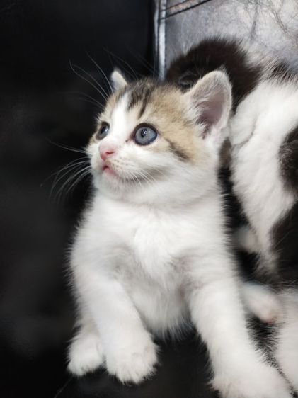 แมว scottish fold รูปที่ 2