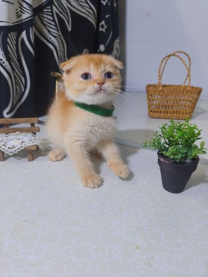 น้องแมว scottish สีส้ม รูปที่ 4