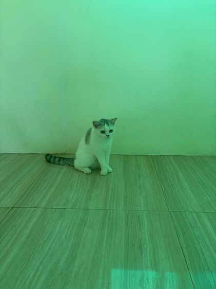 แมว สก๊อตติส