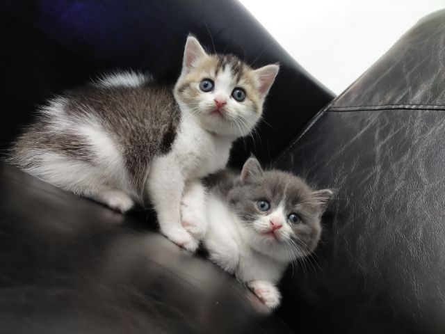 สก็อตติช โฟลด์ (Scottish Fold) แมว scottish fold