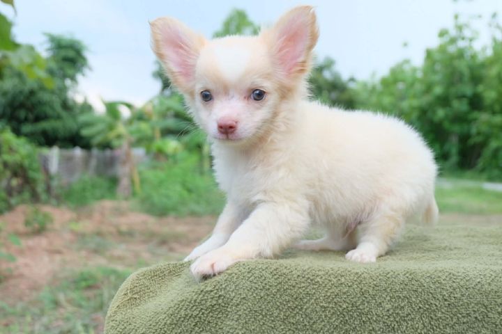 ชิวาวาผสมปอมๆหน้าหมี รูปที่ 14
