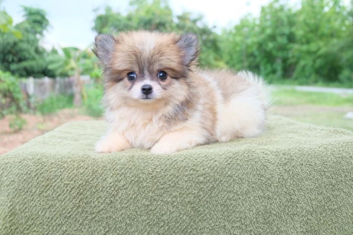ชิวาวาผสมปอมๆหน้าหมี รูปที่ 10