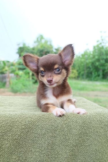 ชิวาวาผสมปอมๆหน้าหมี รูปที่ 4
