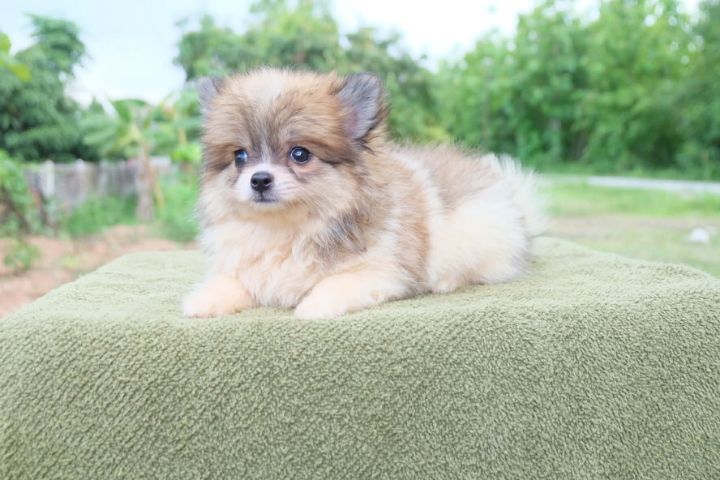 ชิวาวาผสมปอมๆหน้าหมี รูปที่ 8