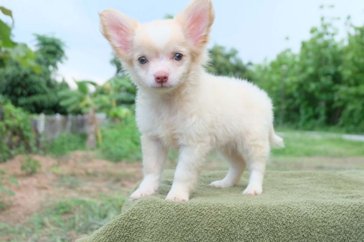 ชิวาวาผสมปอมๆหน้าหมี รูปที่ 15