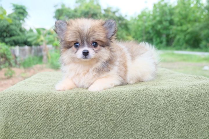 ชิวาวาผสมปอมๆหน้าหมี รูปที่ 7