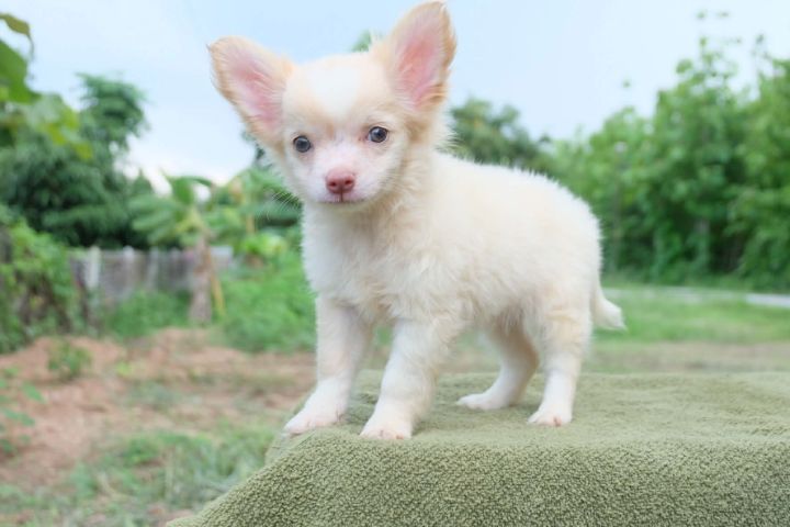 ชิวาวาผสมปอมๆหน้าหมี รูปที่ 17