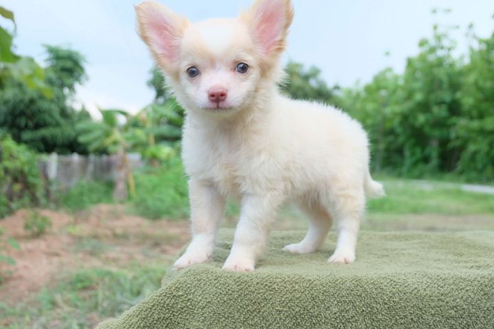 ชิวาวาผสมปอมๆหน้าหมี รูปที่ 16