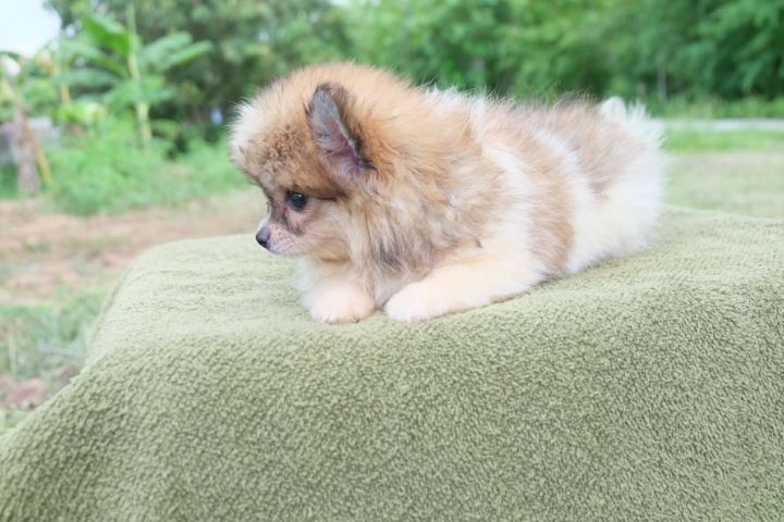 ชิวาวาผสมปอมๆหน้าหมี รูปที่ 11