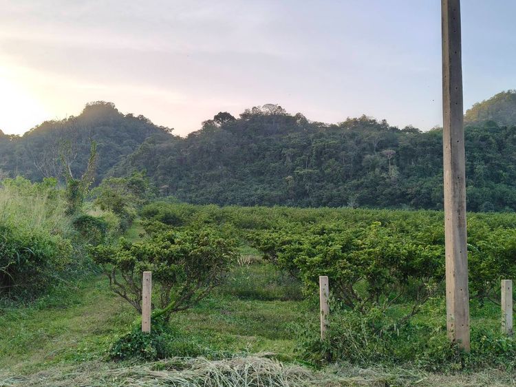 ขายที่คลองม่วง ปากช่อง ที่ติดเขา 10 ไร่ ขายถูก ไร่ละ 1.3 ล้าน (โฉนดครุฑแดง) ที่สูง ความสูง 510 เมตรจากระดับน้ำ อากาศดี ใกล้ภูเขาวิวเขาสวย เด รูปที่ 4