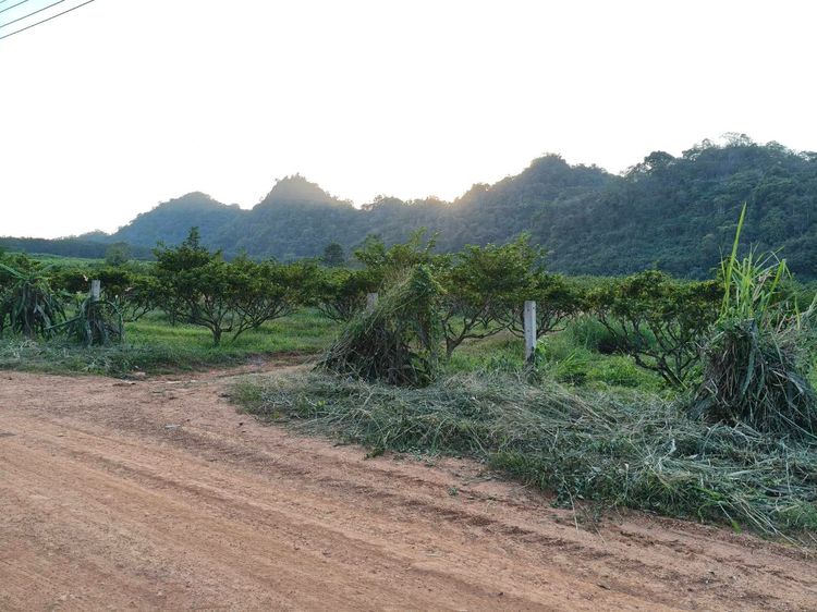ขายที่คลองม่วง ปากช่อง ที่ติดเขา 10 ไร่ ขายถูก ไร่ละ 1.3 ล้าน (โฉนดครุฑแดง) ที่สูง ความสูง 510 เมตรจากระดับน้ำ อากาศดี ใกล้ภูเขาวิวเขาสวย เด รูปที่ 3