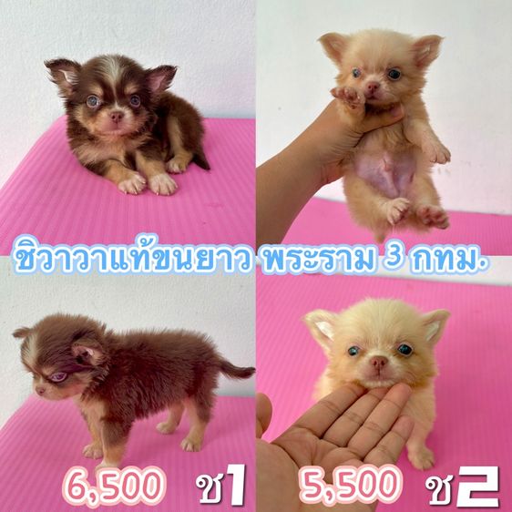 ชิวาวาแท้ขนยาว เพศผู้ เกรดสวย