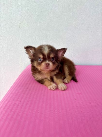 ชิวาวา (Chihuahua) เล็ก ชิวาวาแท้ขนยาว เพศผู้ เกรดสวย