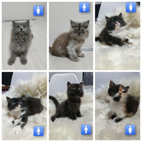 เปอร์เซีย (Persian) แมวเปอร์เซียแท้