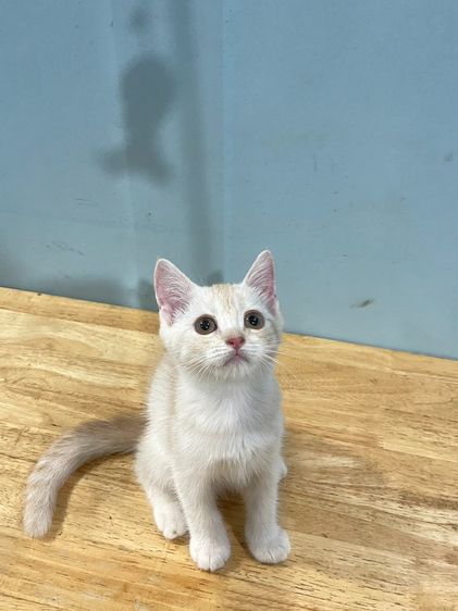 สก็อตติช โฟลด์ (Scottish Fold) สก็อตติช โฟลด์ (Scottish Fold)+บริติส