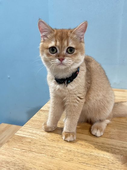 บริติช ชอทแฮร์ (British Shorthair)
