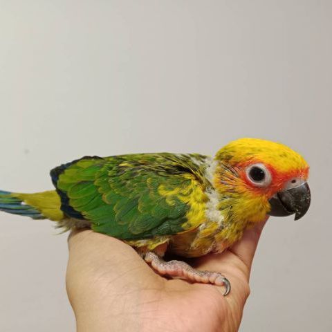 ซันคอนัวร์ ลูกป้อนซัน