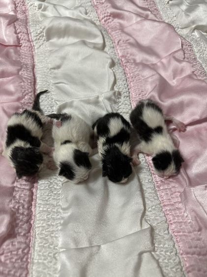 ลูกแมว ลายวัวขาวดำ ขาสั้น2ยาว2