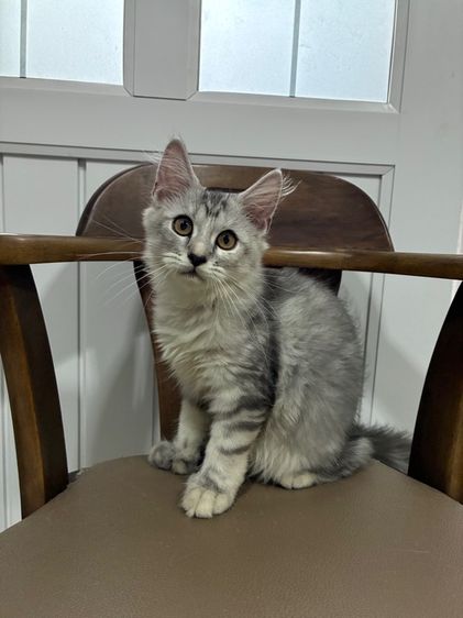 เมนคูน (Maine Coon) เมนคูนผสม