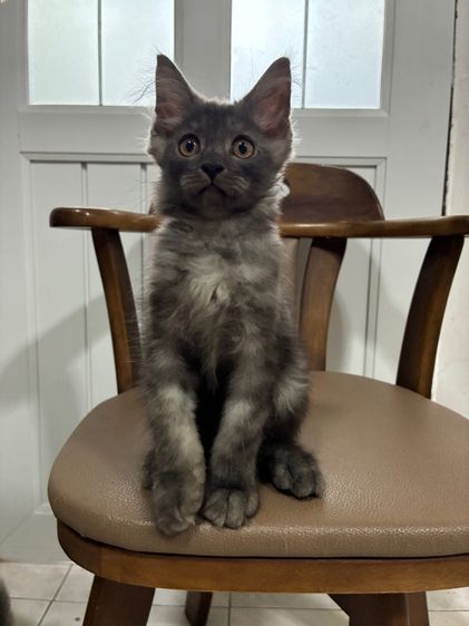 เมนคูน (Maine Coon) เมนคูนผสม