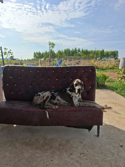 รับผสม Great Dane เพศผู้ วัคซีนครบ สุนัข