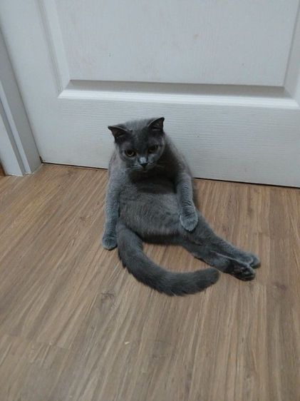 สก็อตติช โฟลด์ (Scottish Fold) หาบ้านให้ สก็อตติสโฟล์ เพศเมีย 