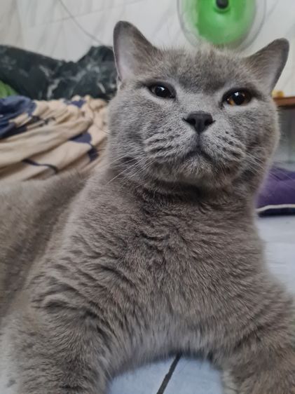 บริติช ชอร์ตแฮร์ (British Shorthair) บริติช ชอทเเฮร์ เพศผู้เเมวโต ทำหมันเเล้วสีเทา