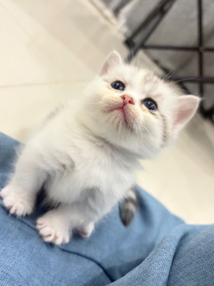 แมวมัชกิ้นผสมบริติช รูปที่ 4