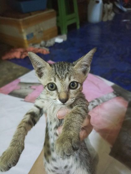 อื่นๆ หาบ้านให้แมว