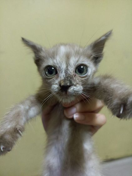 อื่นๆ หาบ้านให้แมว