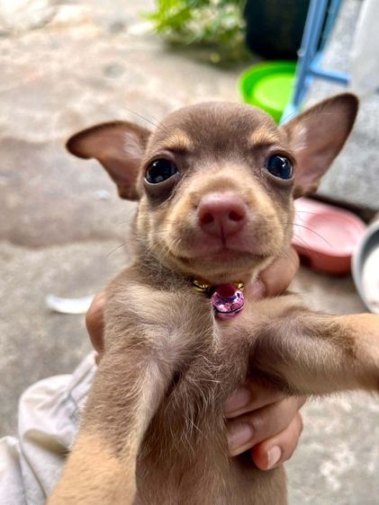 พินเชอร์ (Pinscher) เล็ก มินเจอร์พินเซอร์ขาสั้น