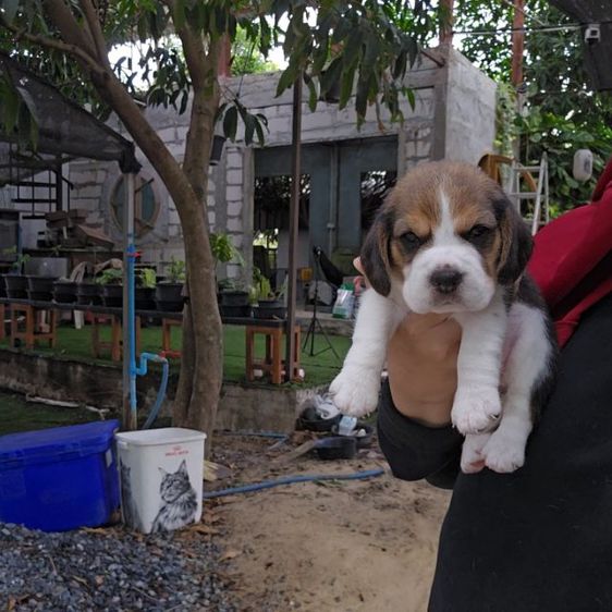 บีเกิล (Beagle) เล็ก ลูกสุนัขบีเกิ้ลเพศเมีย สายเลือดดี