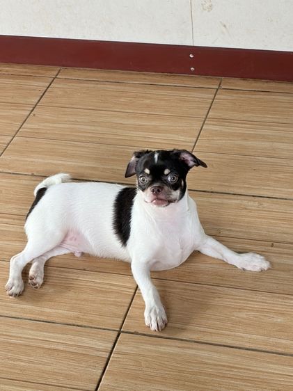 ชิวาวา (Chihuahua) เล็ก ชิวาว่าแท้ อายุ 8 เดือน
