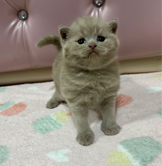 บริติช ชอร์ตแฮร์ (British Shorthair) บริติชมัสกิ้น