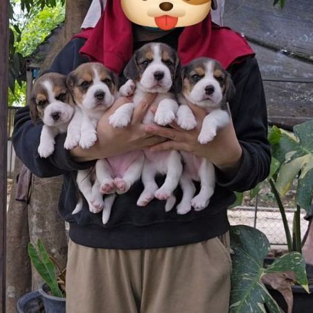 บีเกิล (Beagle) เล็ก ลูกสุนัขบีเกิ้ล