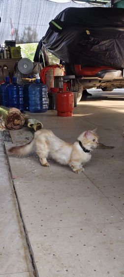 แมวมันช์กิ้น