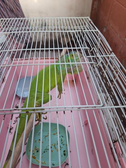 ขายอีกัวน่า