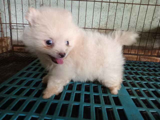 ลูกปอมสวยถูกลูก รูปที่ 5