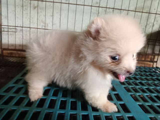 ลูกปอมสวยถูกลูก รูปที่ 2