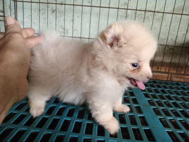 ลูกปอมสวยถูกลูก รูปที่ 6