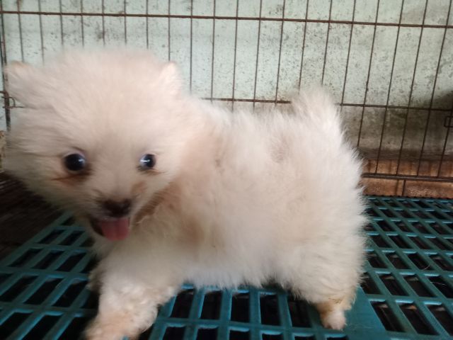 ลูกปอมสวยถูกลูก รูปที่ 4