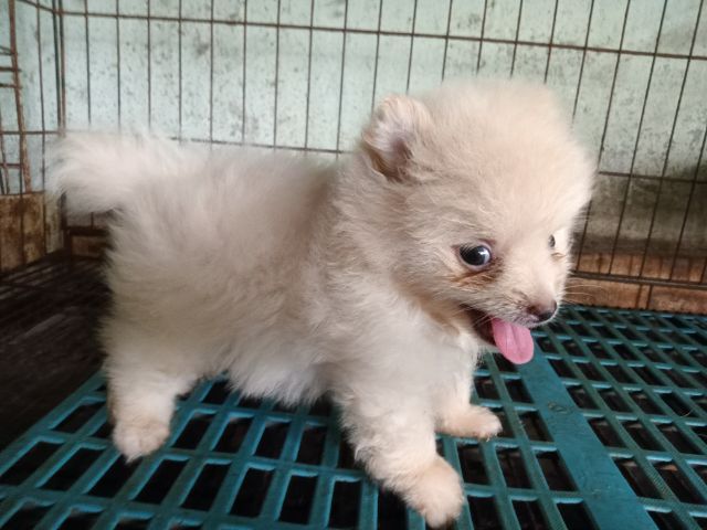 ลูกปอมสวยถูกลูก รูปที่ 3