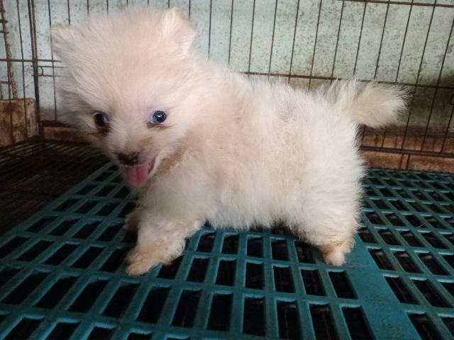 ลูกปอมสวยถูกลูก