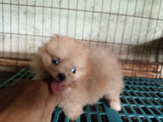 ลูกปอมสวยถูก