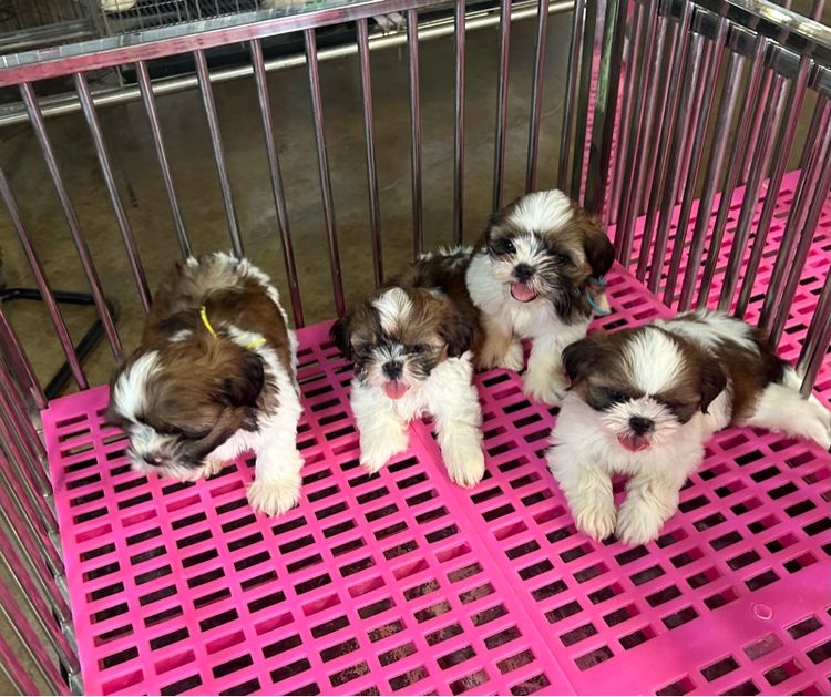 ลูดชิสุทอยผุ้2เมีย2