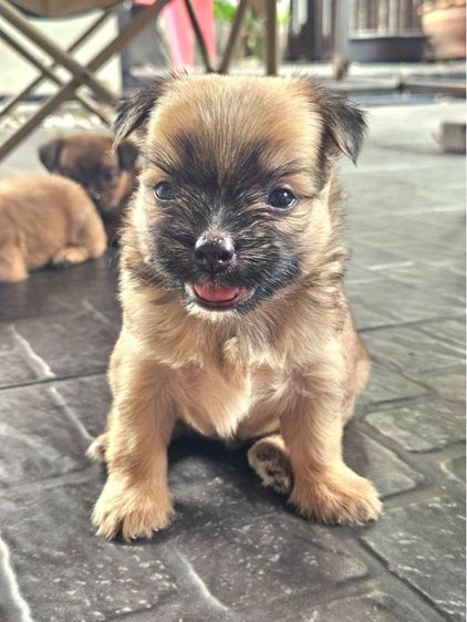 ชิวาว่า ชิสุ รูปที่ 7