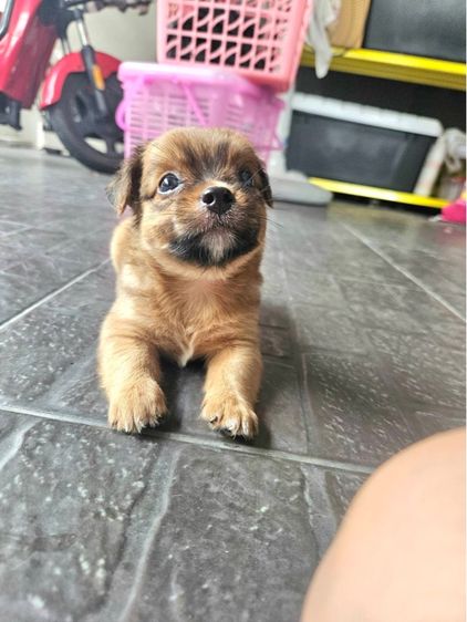 ชิวาว่า ชิสุ รูปที่ 4