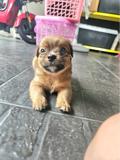ชิวาว่า ชิสุ รูปที่ 3