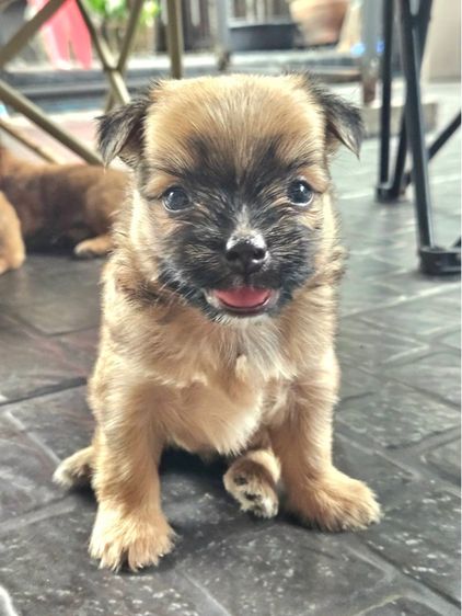 ชิวาว่า ชิสุ รูปที่ 6